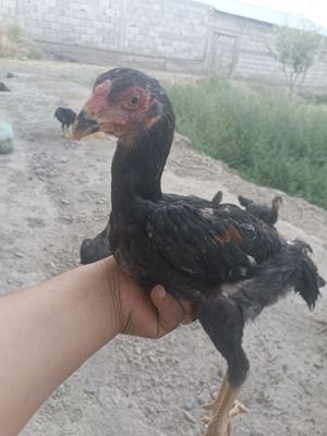 Сотилади зотдор жужалар