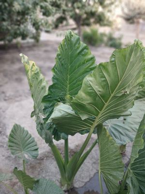 Arma gulari sotiladi