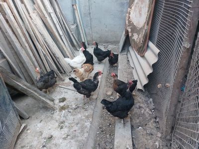 Продаются куры 10 шт все носется здоровые не инкубаторские