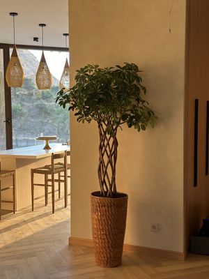 Ofis uchun gullar xonaki gullar