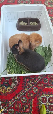 dekarativniy quyonlar sotiladi