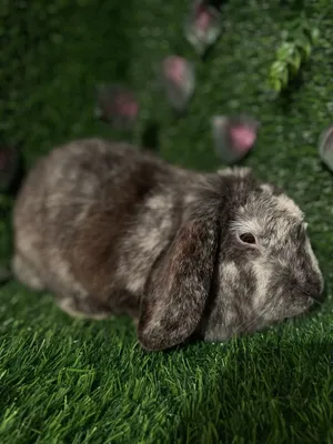 Baran quyon sotuvda 5 oylik soglom