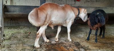 Авгон кучкор сотилади