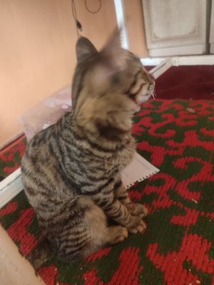 mushuk sotiladi oʻgʻil bola