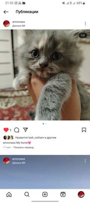 Мушук сотилади 2 ойлик