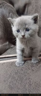 Продоётся котята чистокровные скоттиш фолд