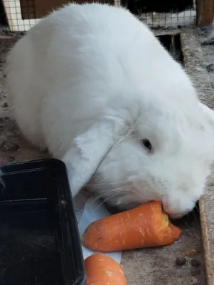 Quyon sotiladi Soglom katta quyon