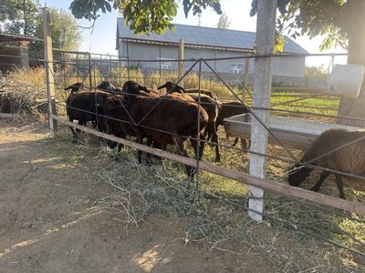 сурхондарё хисори қуйлари сотилади
