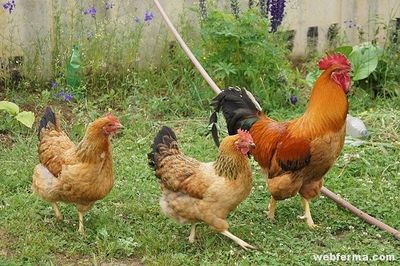 Кучинская юбилейная чистокровные