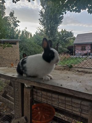 Karlik tikka quloqlar sotiladi