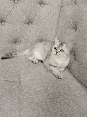 Скоттиш Страйт (Scottish Straight Chinchilla)