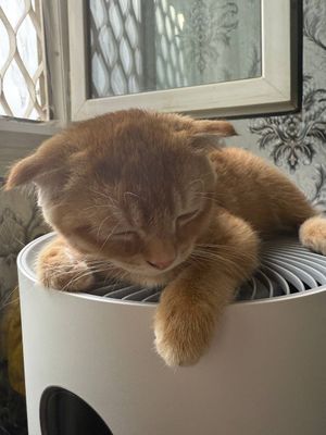Продаётся вислоухий кот