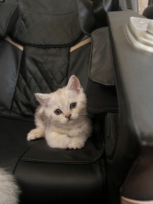 НЕ ДОРОГО продаются породистые котята