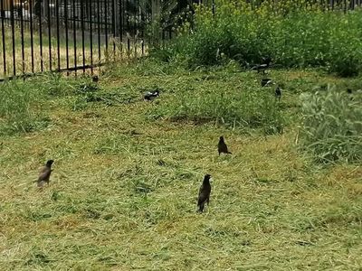 Покос травы Триммером по городу Ташкент