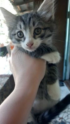 Отдам котят в добрые руки