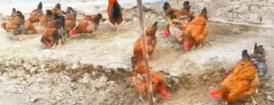 Товуклар 10 шт тухумда