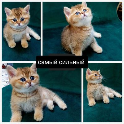 Котёнок британская короткошёрстная