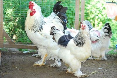 Продаётся куры Брама чистокровные и Ганое сыплята бойцов