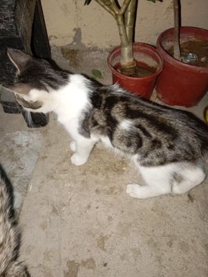 Отдадим в хорошие руки Котов три месяца. Добрые, игривые, шустрые.
