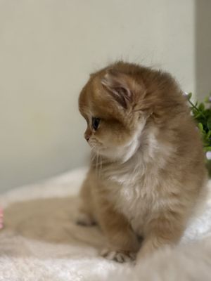 Продается чистокровный британский котенок