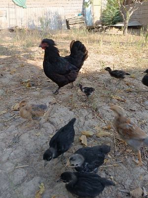 Kurk tovuq 10 ta 35 kunlik jo'jalari bilan