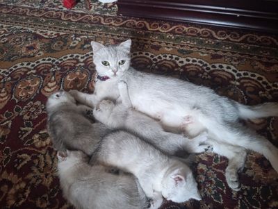 Серебристи шигшилла
