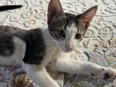 Котенок в добрые руки