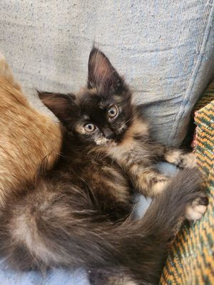 Отдам котёнка в добрые руки
