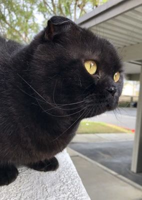 Black Scottish fold