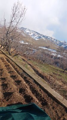 Yer sotiladi 5 sotix 1 sotixi 8000$ toshkent viloyati parkent tumanida