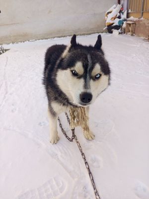 Сибирский хаски не кусается не лает