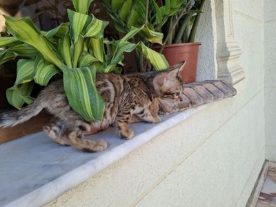Продаются бенгалские котята