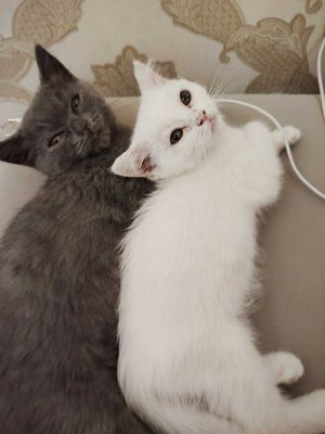 Продаётся котёнок породистый