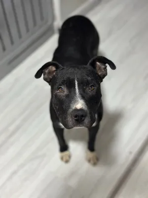 Пристраивается Спайк питбуль