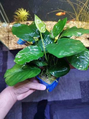 akvariumni rastenie