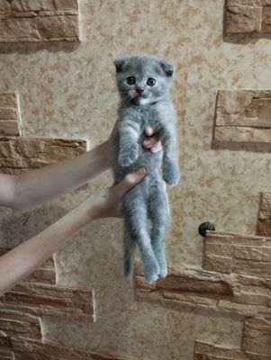 продаются котята скотишь фолд
