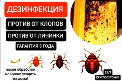 Дезинфекция от клопов и их личинки