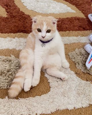 Кошка шиншила 2 годик
