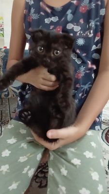 Котёнок девочка 2,5 месяца