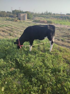 Paroda ğunojin sotiladi sirochni uzimni molimni bolasi