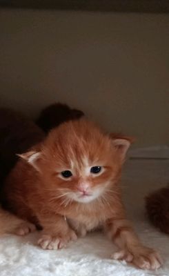 Породистые котята полидакты
