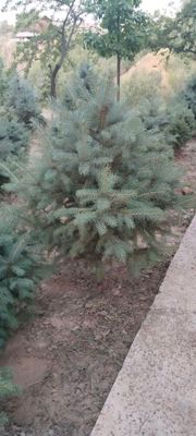Голубые ели