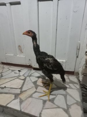 Жужалар сотилади 3та мокиён 1хурозча