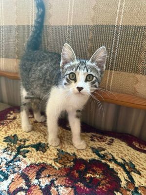 Котенок (мальчик)