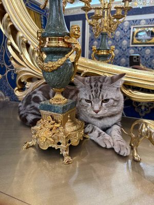 кошка