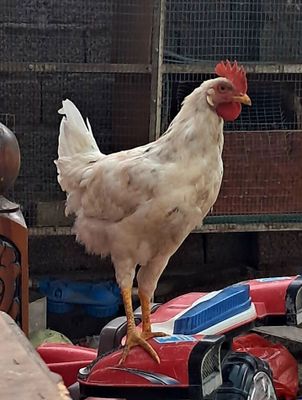 Grande leggorn gibrid