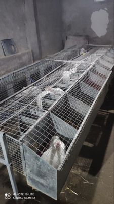 Hikol va hikol bolalari boĝozlariyam bor goshgayam sotamiz abyom bosa