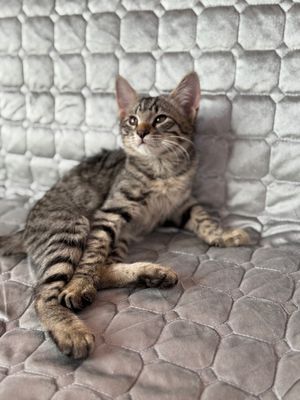 Котенок мальчик 4 месяцев