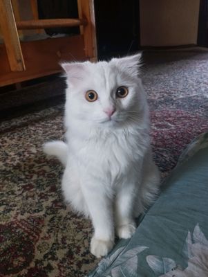 Mushuk vyaskaga