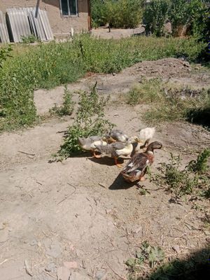 Фаварит орделари 8 та